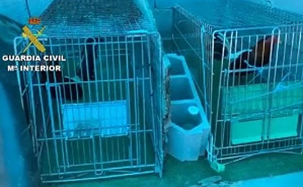 'Cazan' a unos vecinos de Granada en una pelea de gallos en Almería en estado de alarma en la que también había marihuana