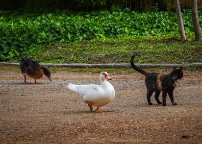 Imagen secundaria 1 - Patos y setas. 