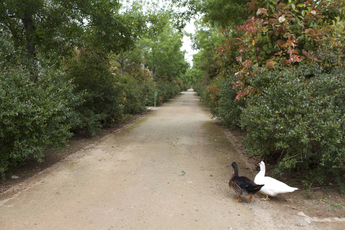 Fotos: Los patos se han hecho con el parque García Lorca