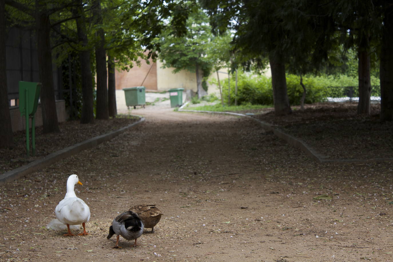 Fotos: Los patos se han hecho con el parque García Lorca