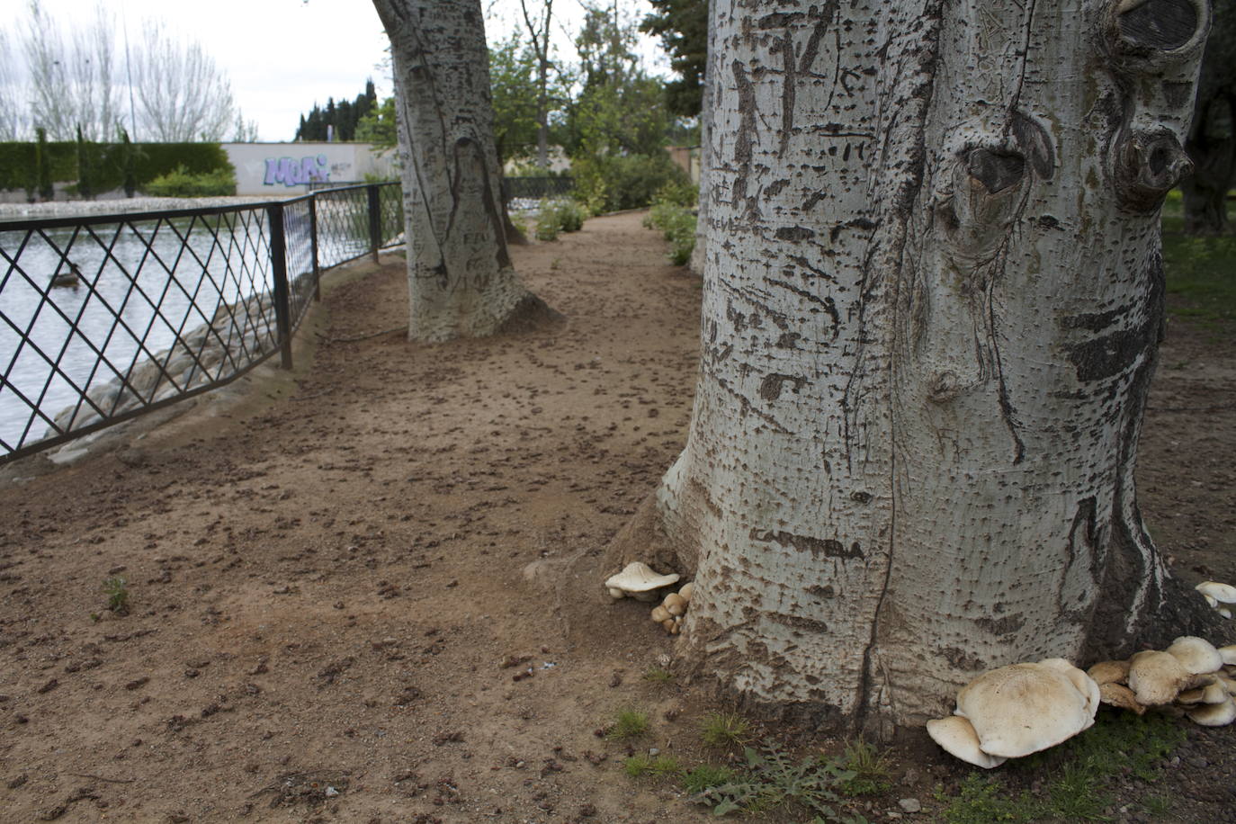 Fotos: Los patos se han hecho con el parque García Lorca