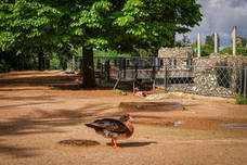 Fotos: Los patos se han hecho con el parque García Lorca