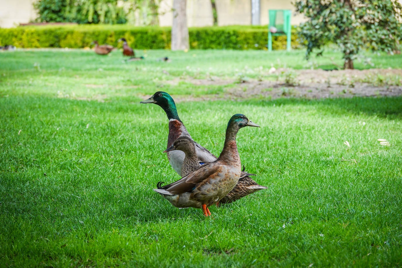 Fotos: Los patos se han hecho con el parque García Lorca