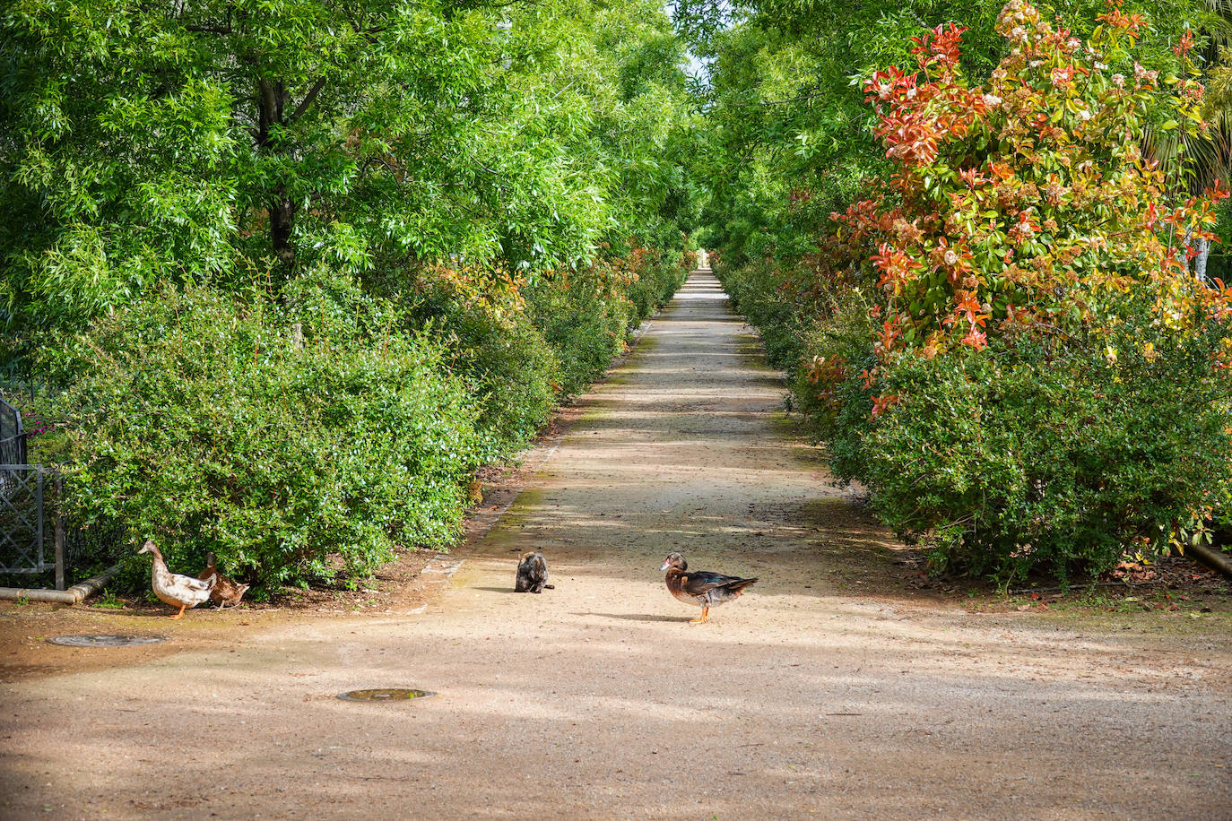 Fotos: Los patos se han hecho con el parque García Lorca