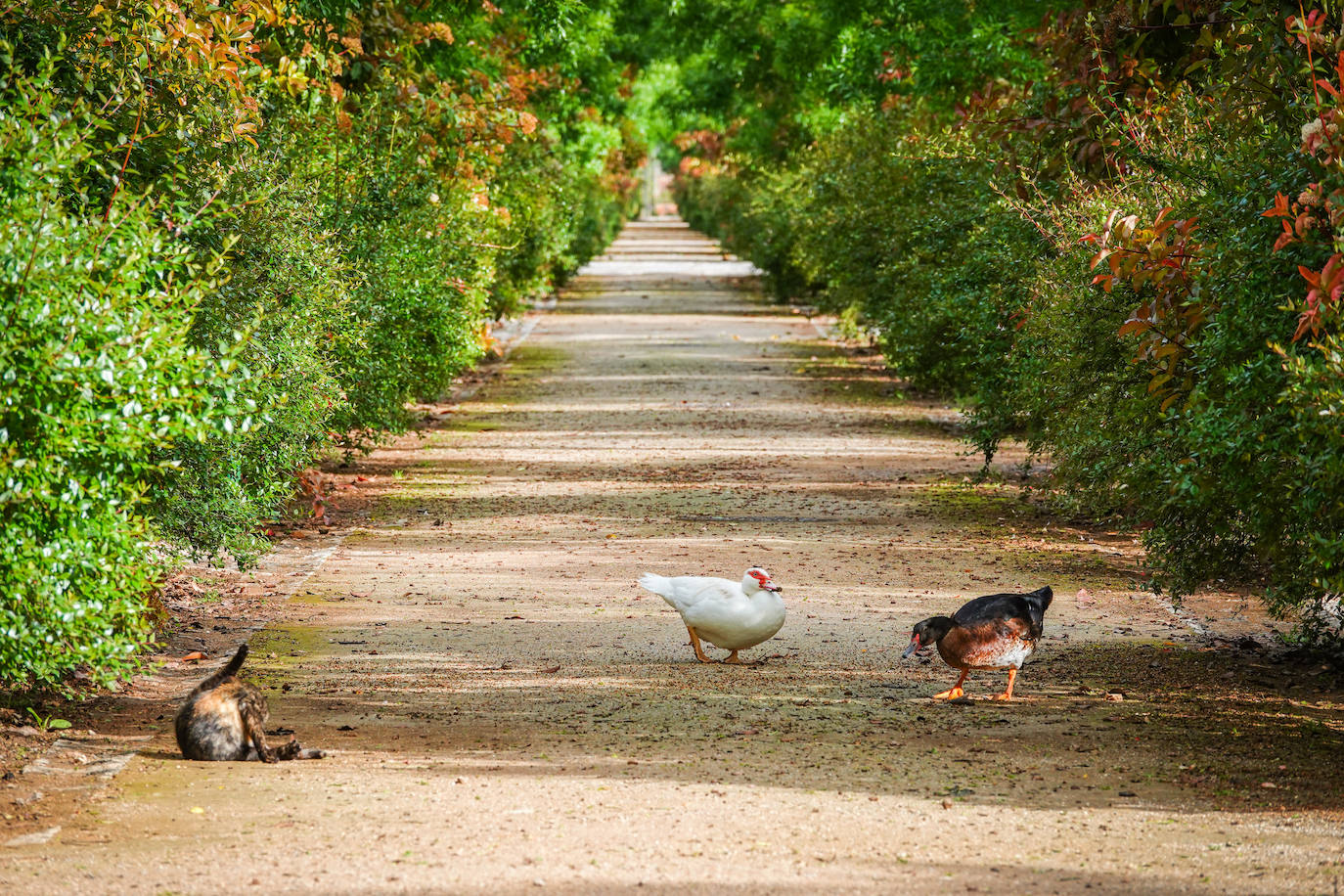 Fotos: Los patos se han hecho con el parque García Lorca