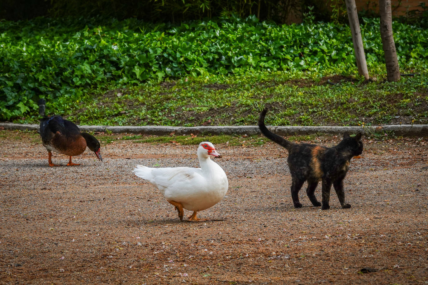 Fotos: Los patos se han hecho con el parque García Lorca