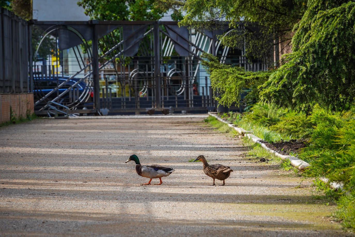 Fotos: Los patos se han hecho con el parque García Lorca