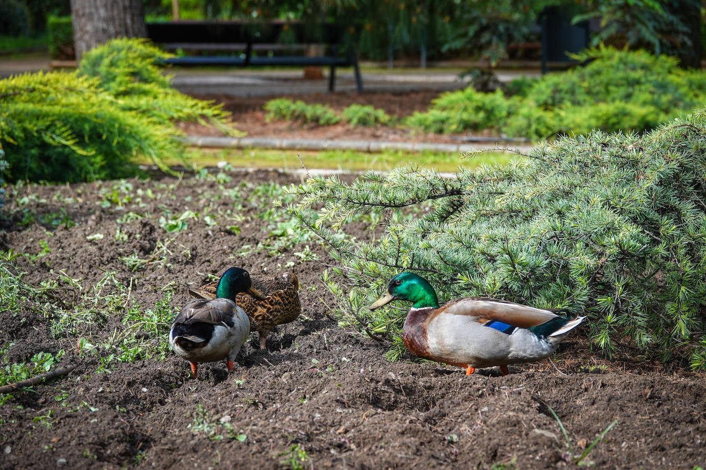 Fotos: Los patos se han hecho con el parque García Lorca