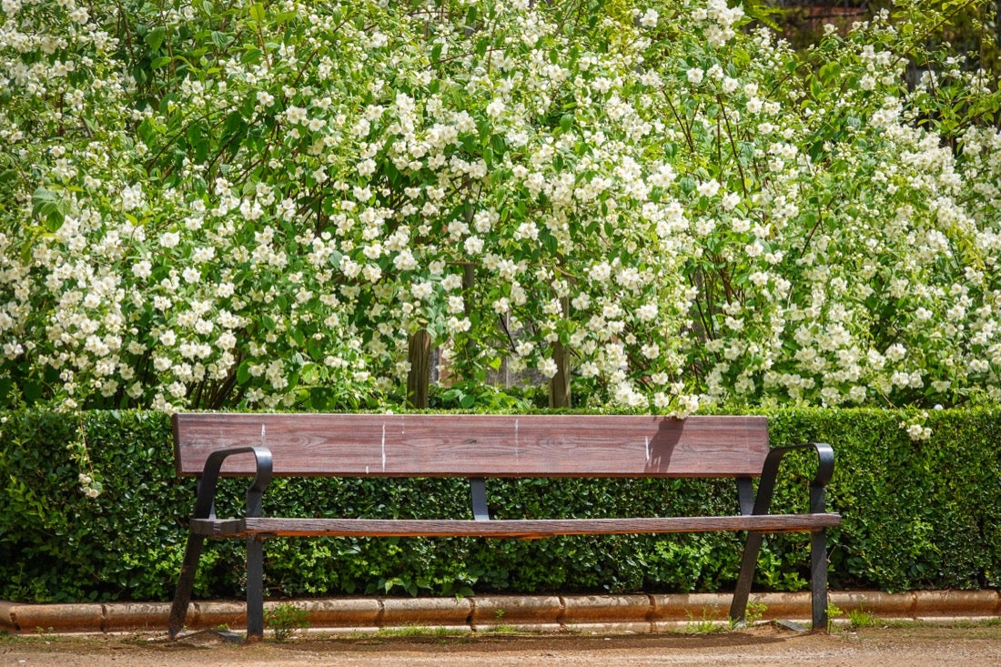 Las flores comienzan a abrirse camino en el Parque García Lorca sin visitantes que puedan disfrutar de ellas por el confinamiento