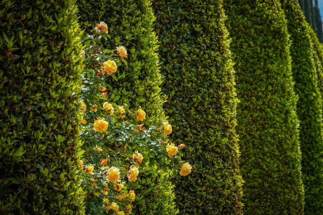 Las flores comienzan a abrirse camino en el Parque García Lorca sin visitantes que puedan disfrutar de ellas por el confinamiento