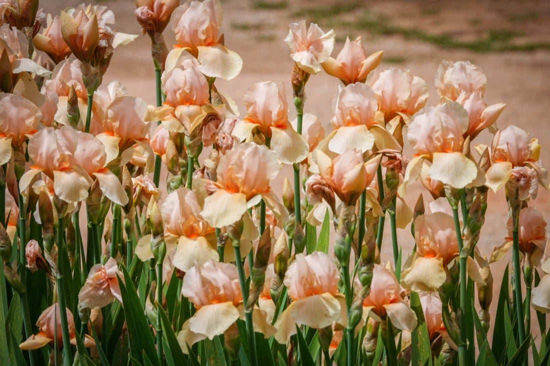 Las flores comienzan a abrirse camino en el Parque García Lorca sin visitantes que puedan disfrutar de ellas por el confinamiento