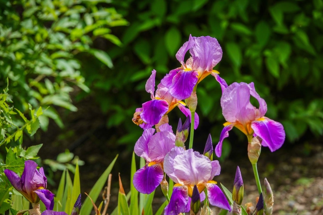 Las flores comienzan a abrirse camino en el Parque García Lorca sin visitantes que puedan disfrutar de ellas por el confinamiento