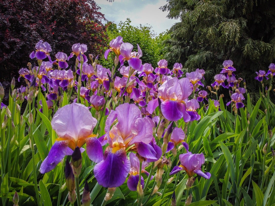 Las flores comienzan a abrirse camino en el Parque García Lorca sin visitantes que puedan disfrutar de ellas por el confinamiento