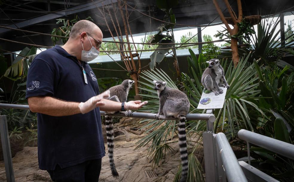 Jonathan García, responsable de Conservación del Biodomo, cubierto con mascarilla, junto a los lémures.