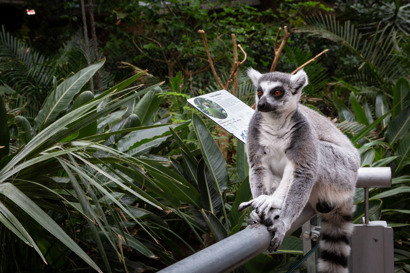 Imagen secundaria 2 - Arriba, Sondando un caballito de mar de la especie Hippocampus reidi. Abajo, organizando la tarea y uno de los lémures.