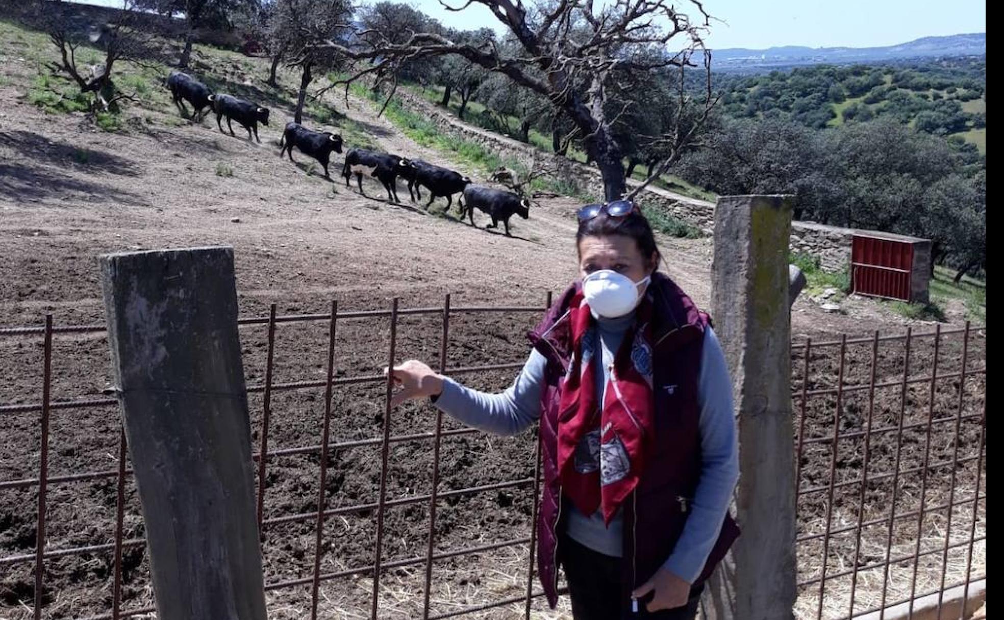 LA PANDEMIA EMBISTE AL TORO BRAVO