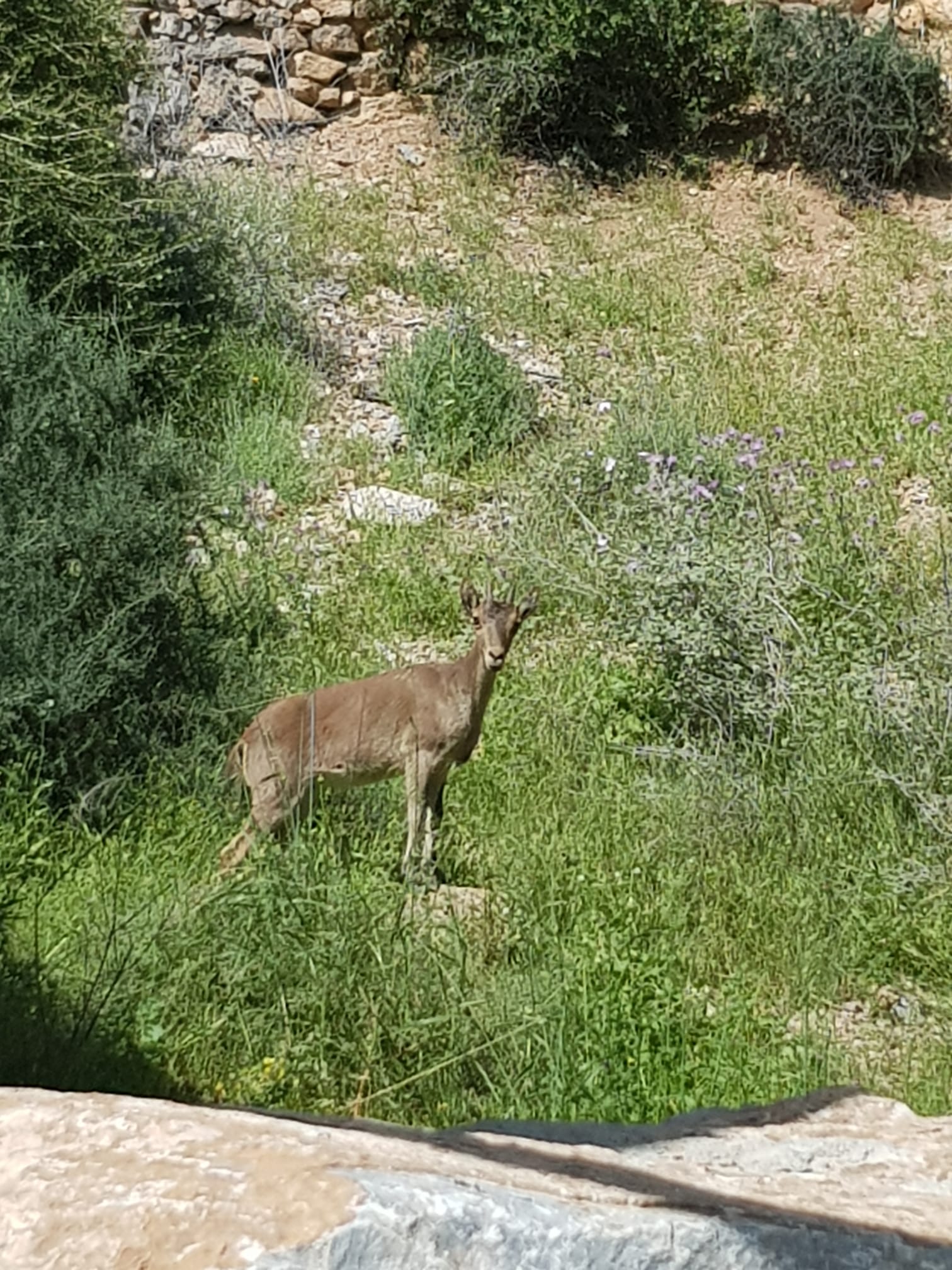 Imágenes de confinamiento: animales ganando terreno a los humanos, en este caso en pleno Mediterráneo