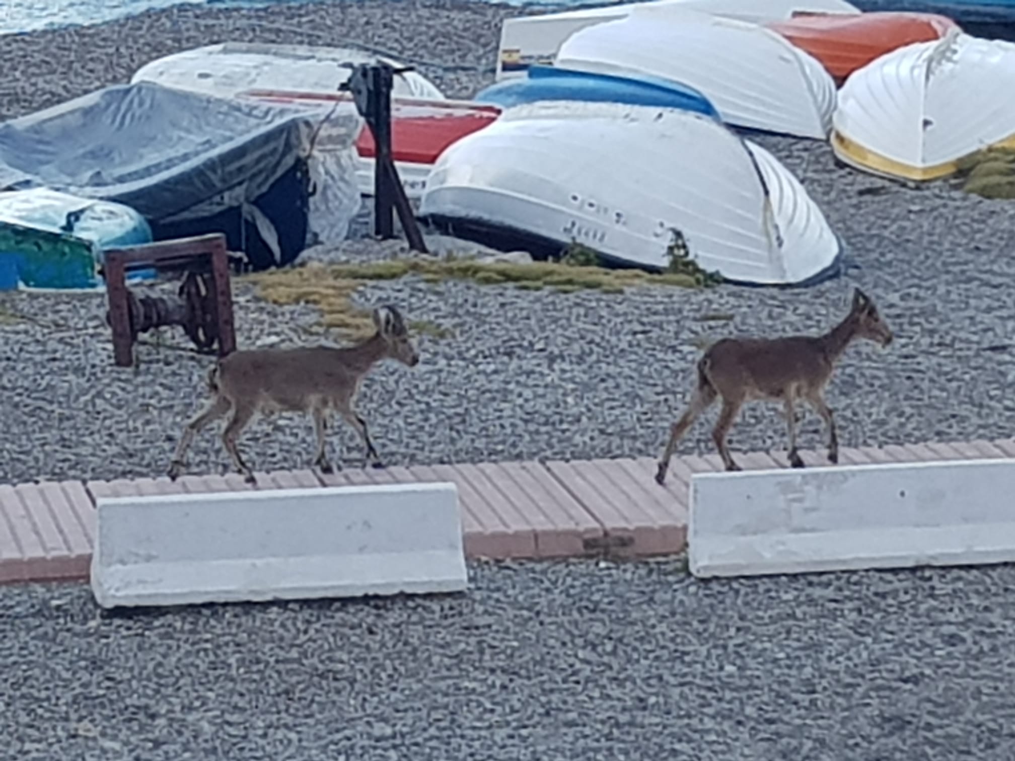 Imágenes de confinamiento: animales ganando terreno a los humanos, en este caso en pleno Mediterráneo
