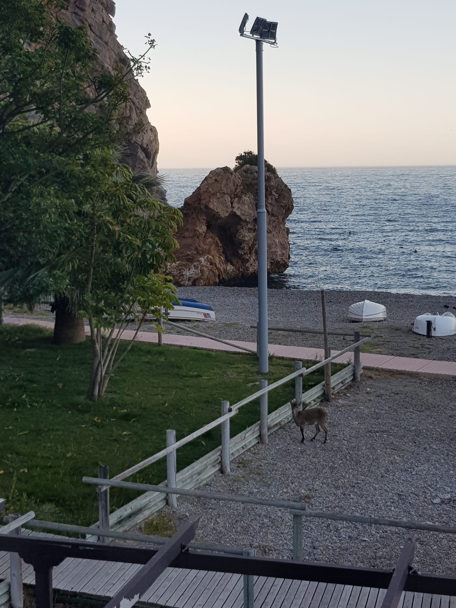 Imágenes de confinamiento: animales ganando terreno a los humanos, en este caso en pleno Mediterráneo