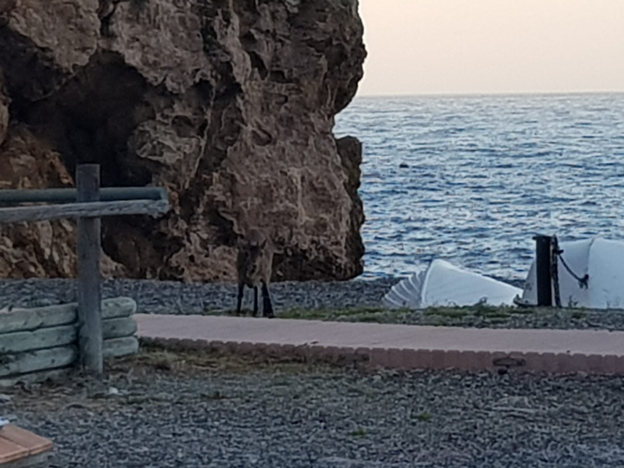 Imágenes de confinamiento: animales ganando terreno a los humanos, en este caso en pleno Mediterráneo