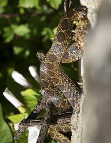 Imagen secundaria 2 - Ratas, la oca y una culebra en el cauce urbano del Darro.