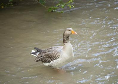 Imagen secundaria 1 - Ratas, la oca y una culebra en el cauce urbano del Darro.