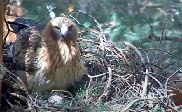 Un águila calzada con su primer huevo, captada por la webcam instalada en su nido.