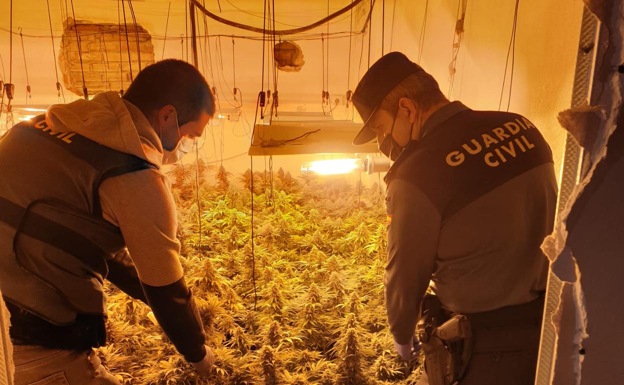 Intervienen una plantación de marihuana.