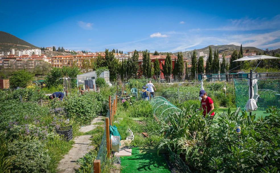 El Huerto del Abuelo Cebolleta, en Cenes de la Vega, cuenta con un centenar de socios que labora sus parcelas. 