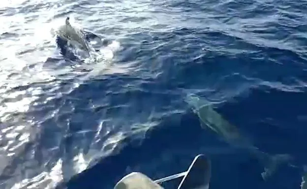 Decenas de delfines sorprenden nadando en la Costa de Granada