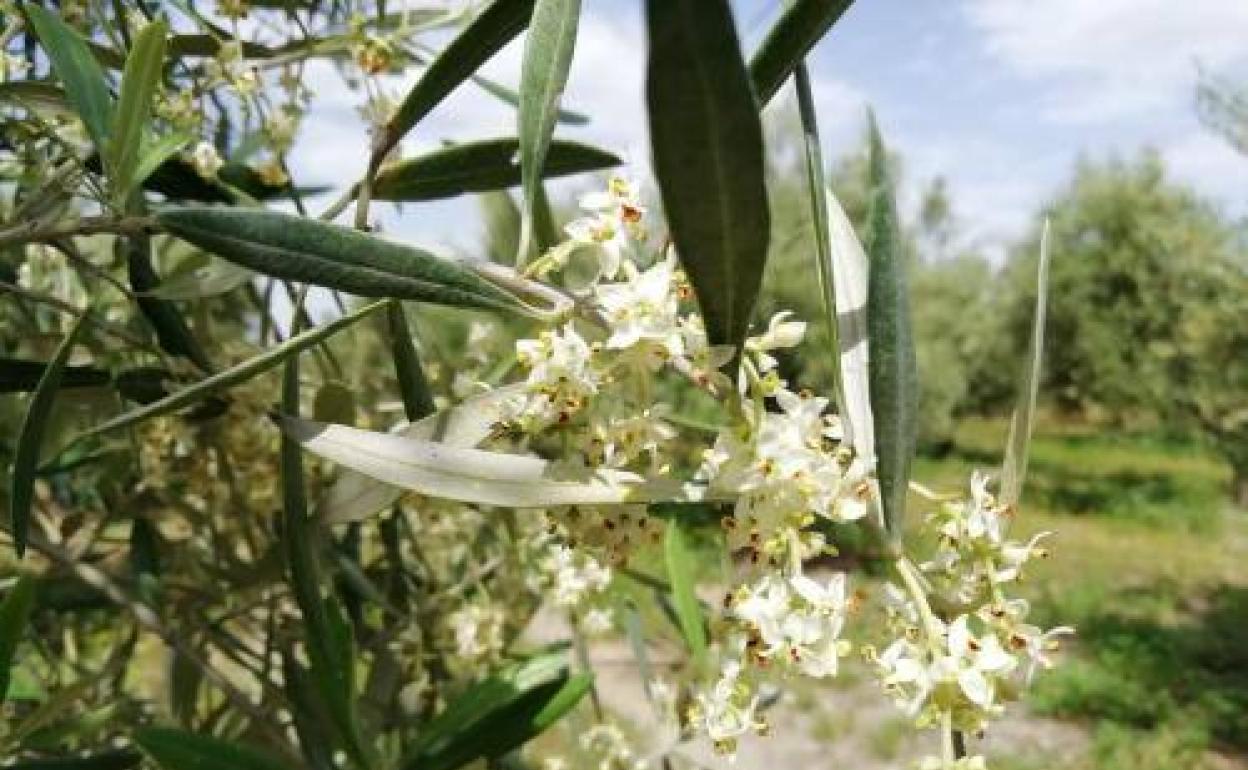 140 granos por metro cúbico de aire, según los últimos datos recogidos por el Hospital de Jaén.