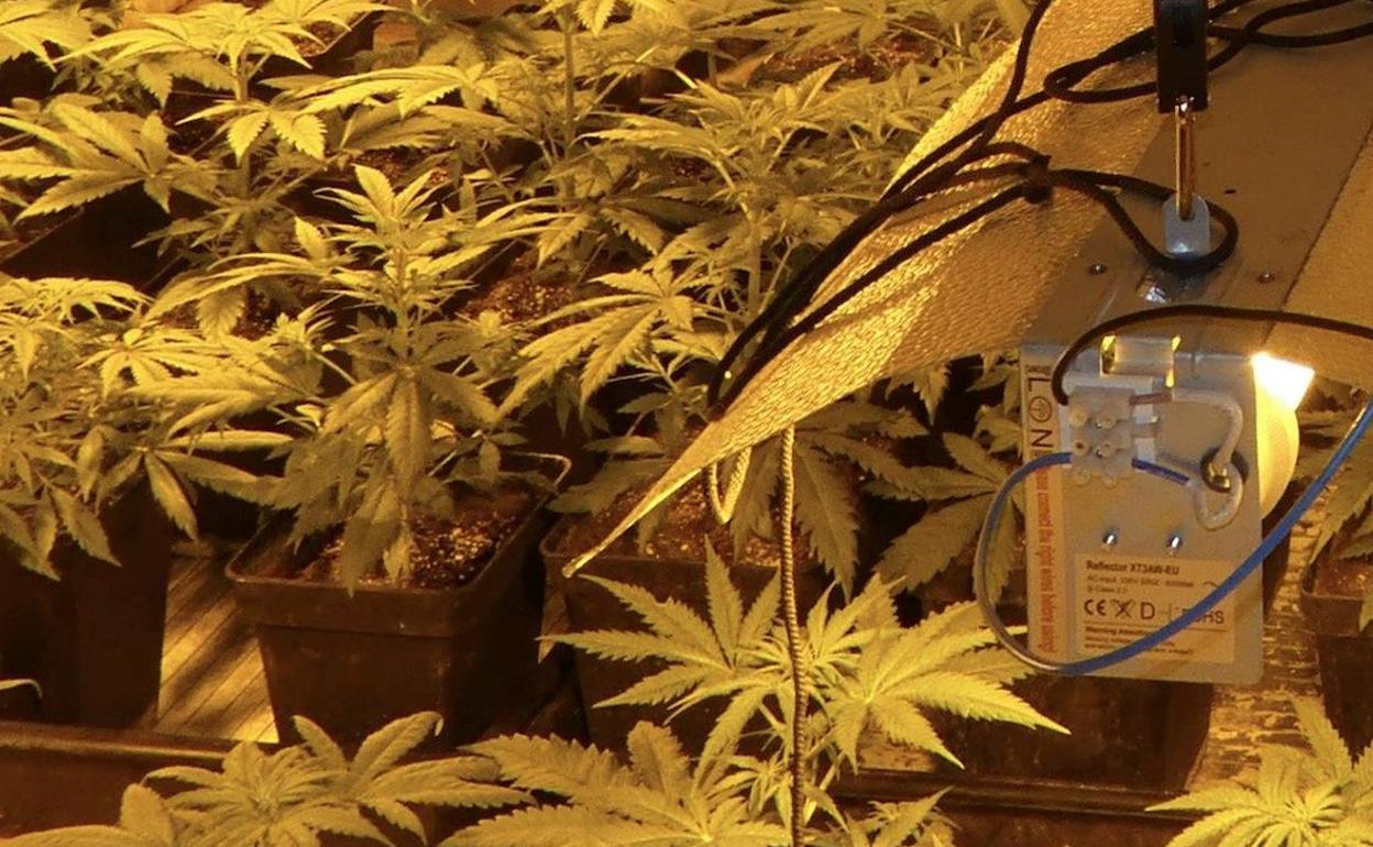 Siete detenidos en la Sierra de Segura de Jaén por tráfico de drogas