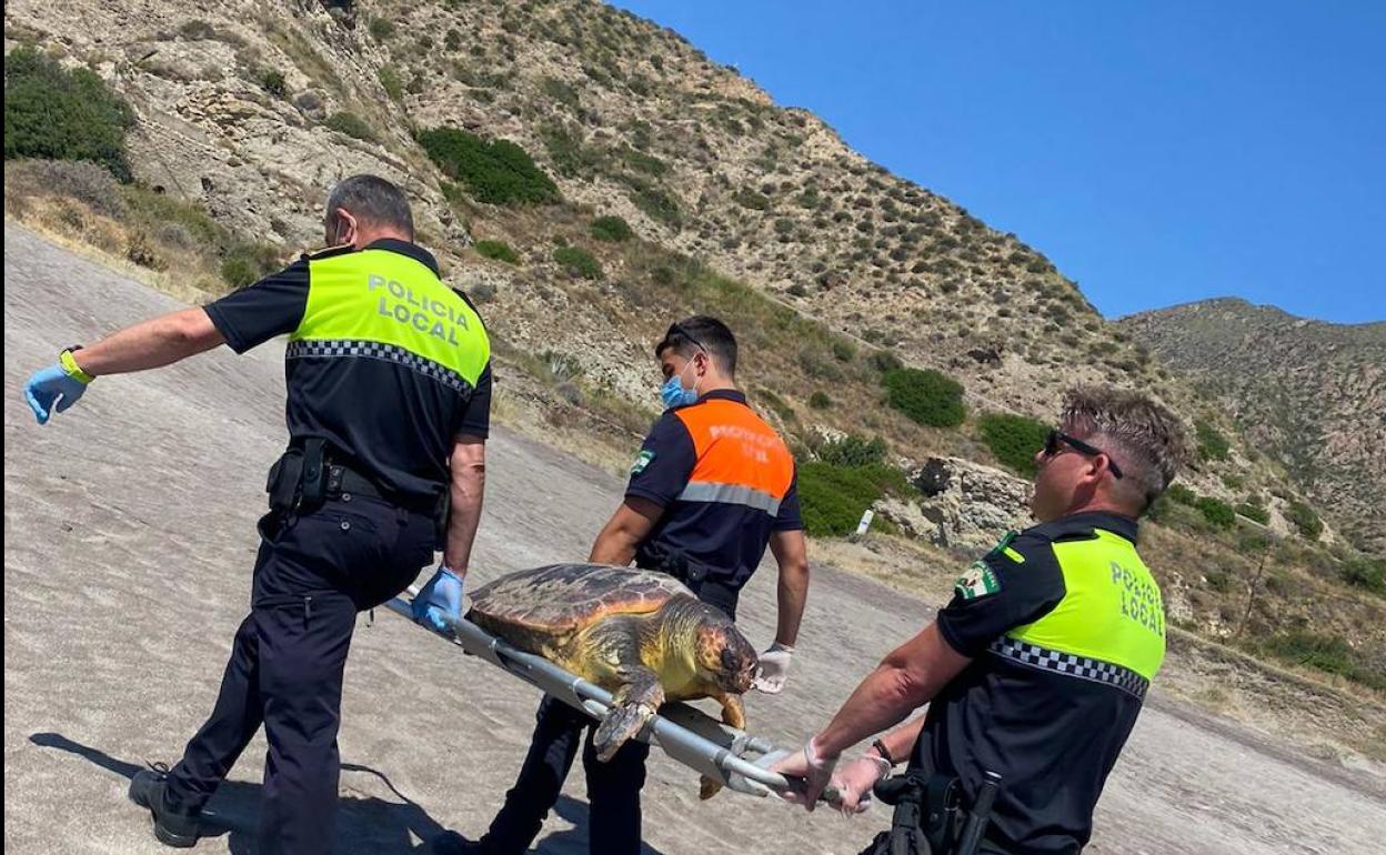 Traslado del animal por Protección Civil y Policía Local de Carboneras.