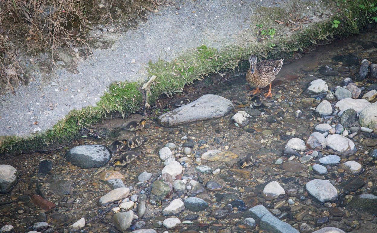 Los nuevos inquilinos se dan un chapuzón en el río.