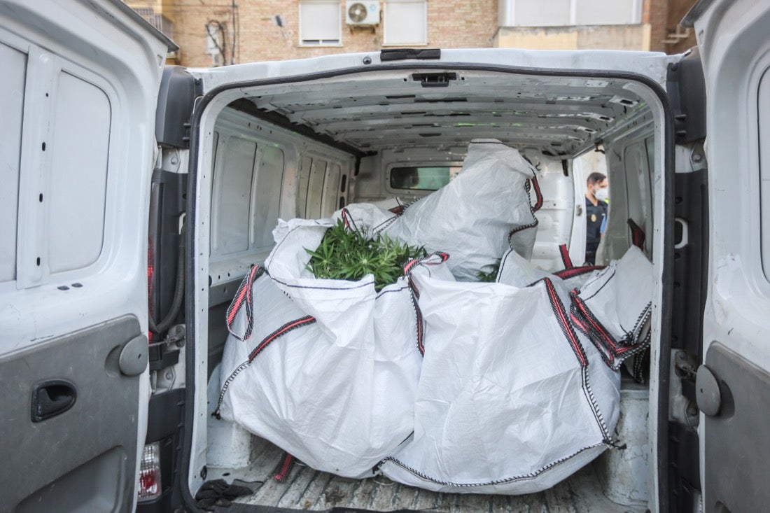 Policía Nacional ha registrado 36 viviendas y ha encontrado centenares de plantas de marihuana