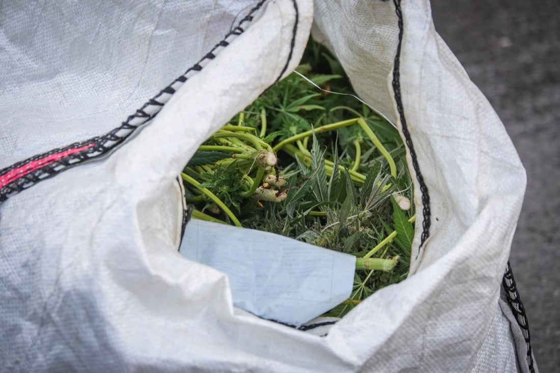 Policía Nacional ha registrado 36 viviendas y ha encontrado centenares de plantas de marihuana