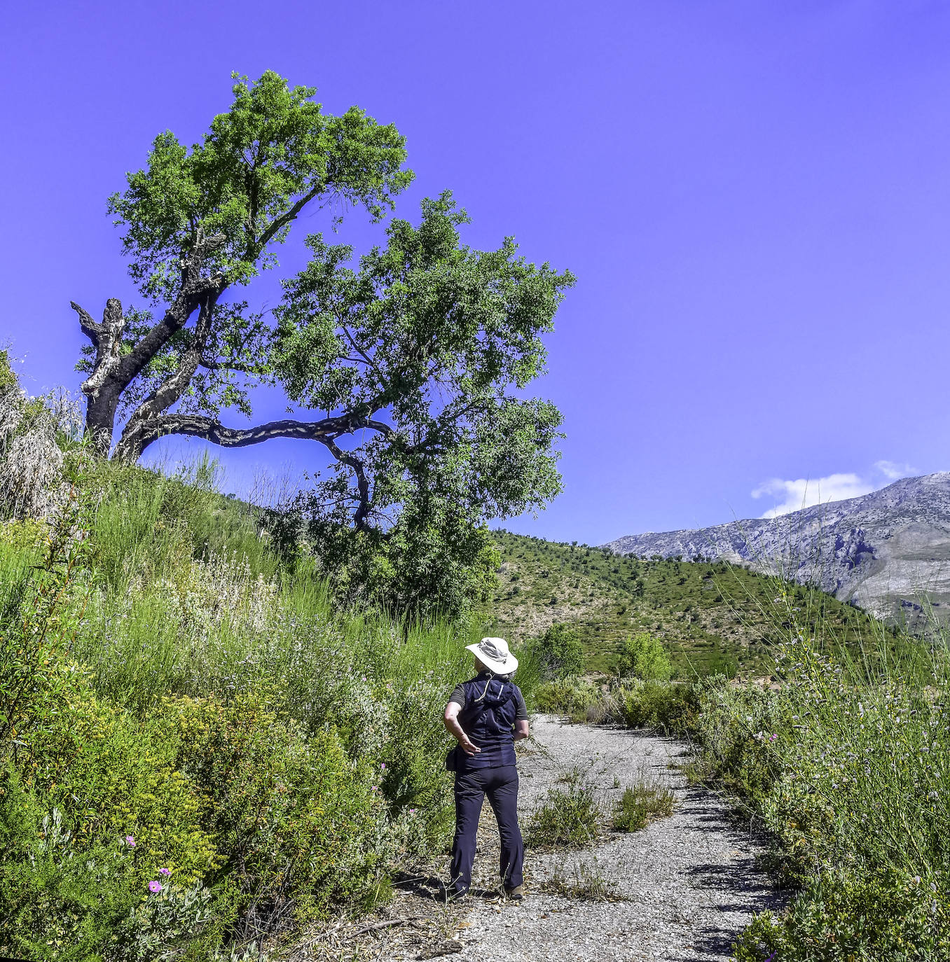 El bosque que ardió hace cinco veranos luce ya un manto verde con nuevas copas de alcornoques, en una recuperación natural que los expertos consideran un éxito
