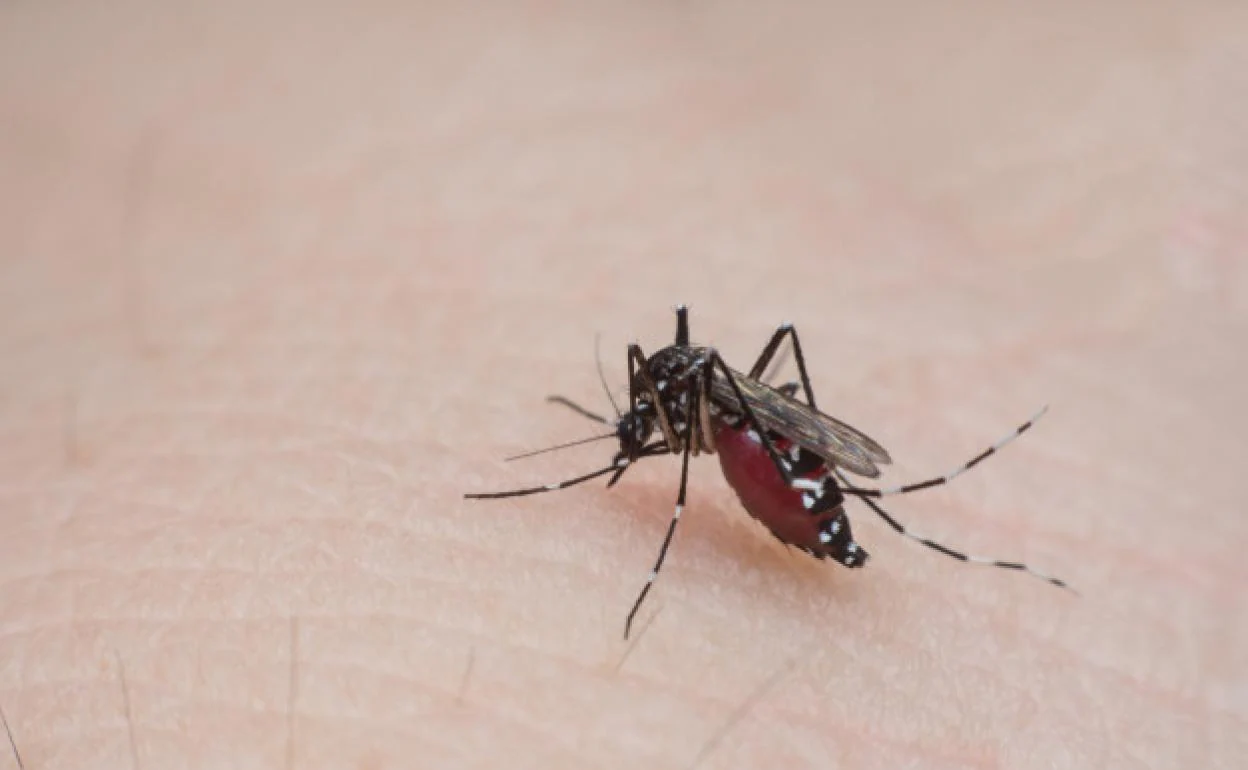 El peligroso mosquito tigre veranea en segundas residencias y piscinas hinchables