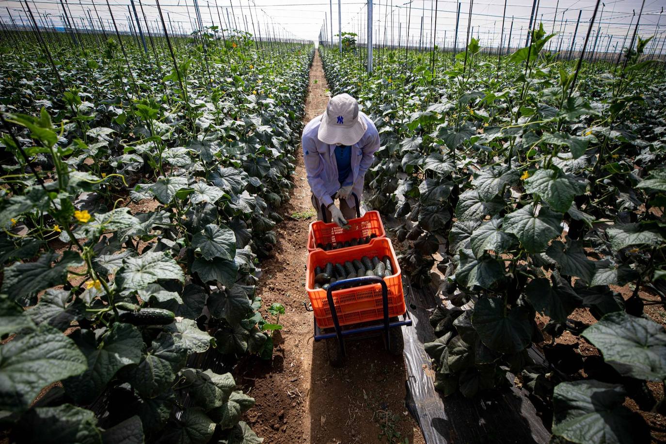 Fotos: Un brote con 15 temporeros confinados inquiera a Játar