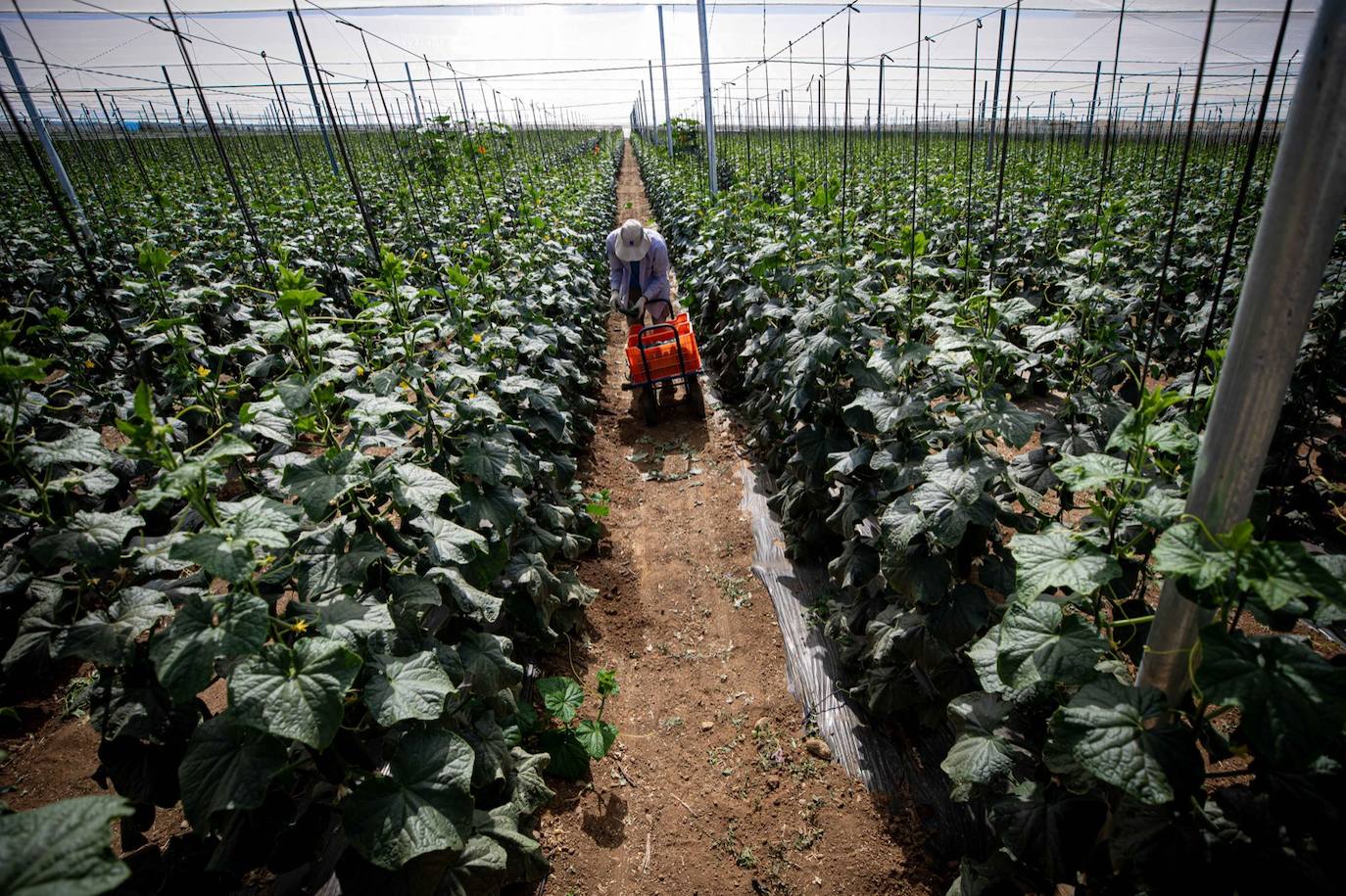 Fotos: Un brote con 15 temporeros confinados inquiera a Játar