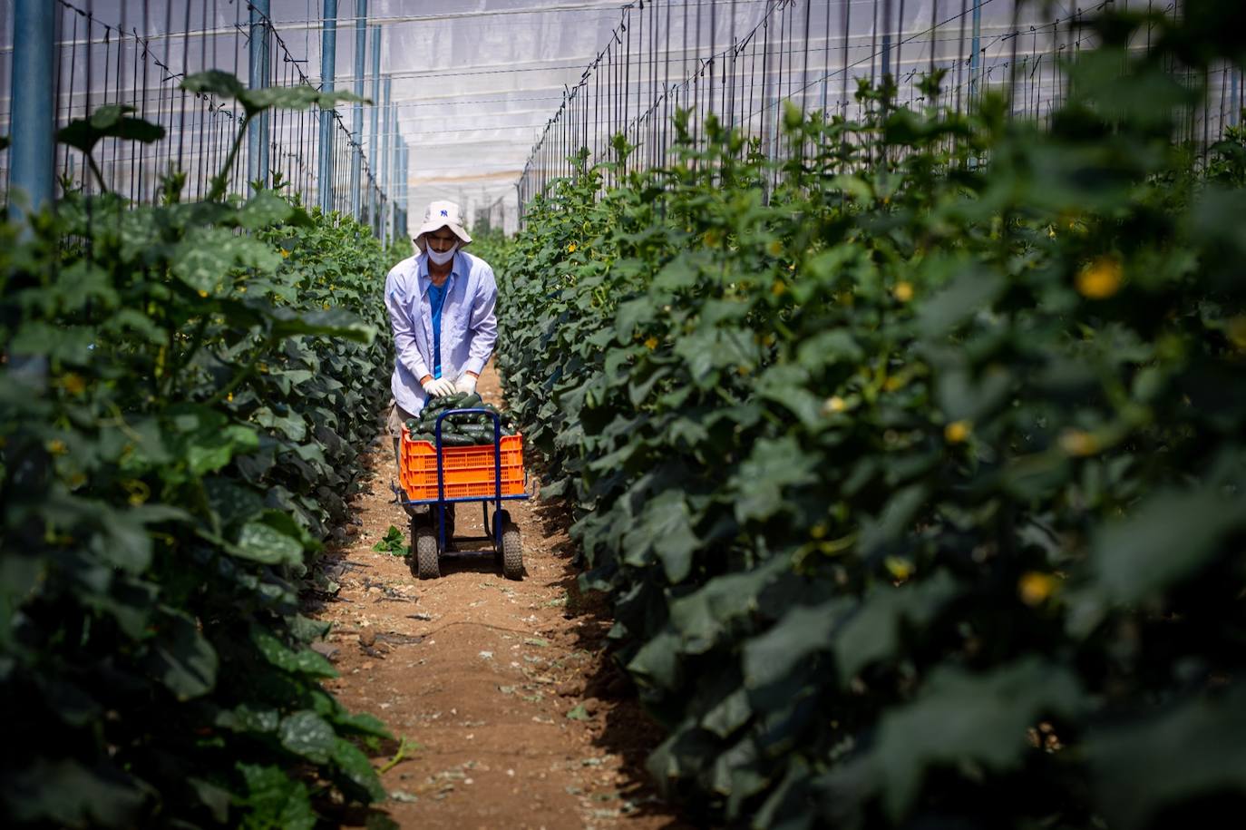 Fotos: Un brote con 15 temporeros confinados inquiera a Játar