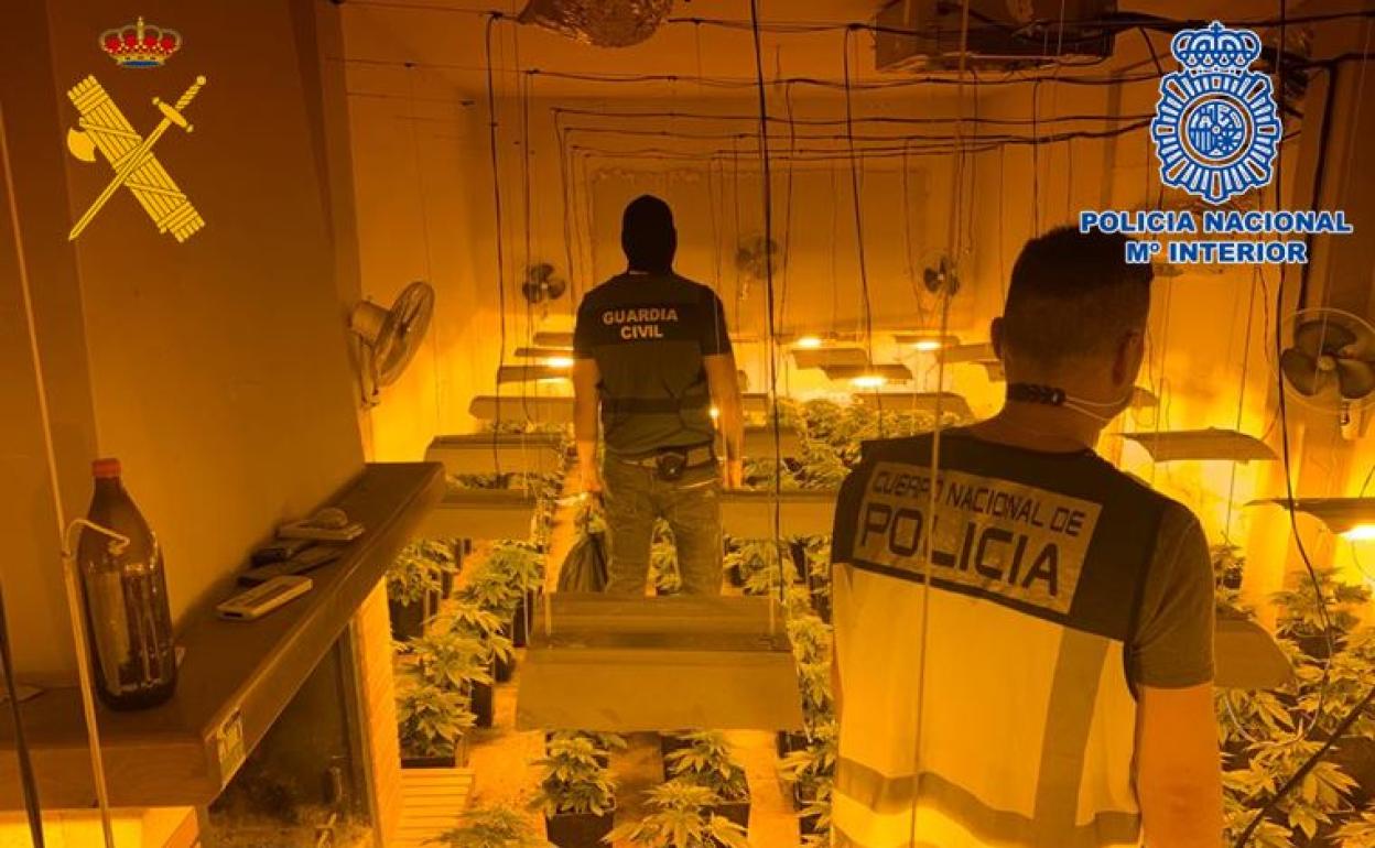 Operación antidroga conjunta en Granada de la Policía Nacional y Guardia Civil. 