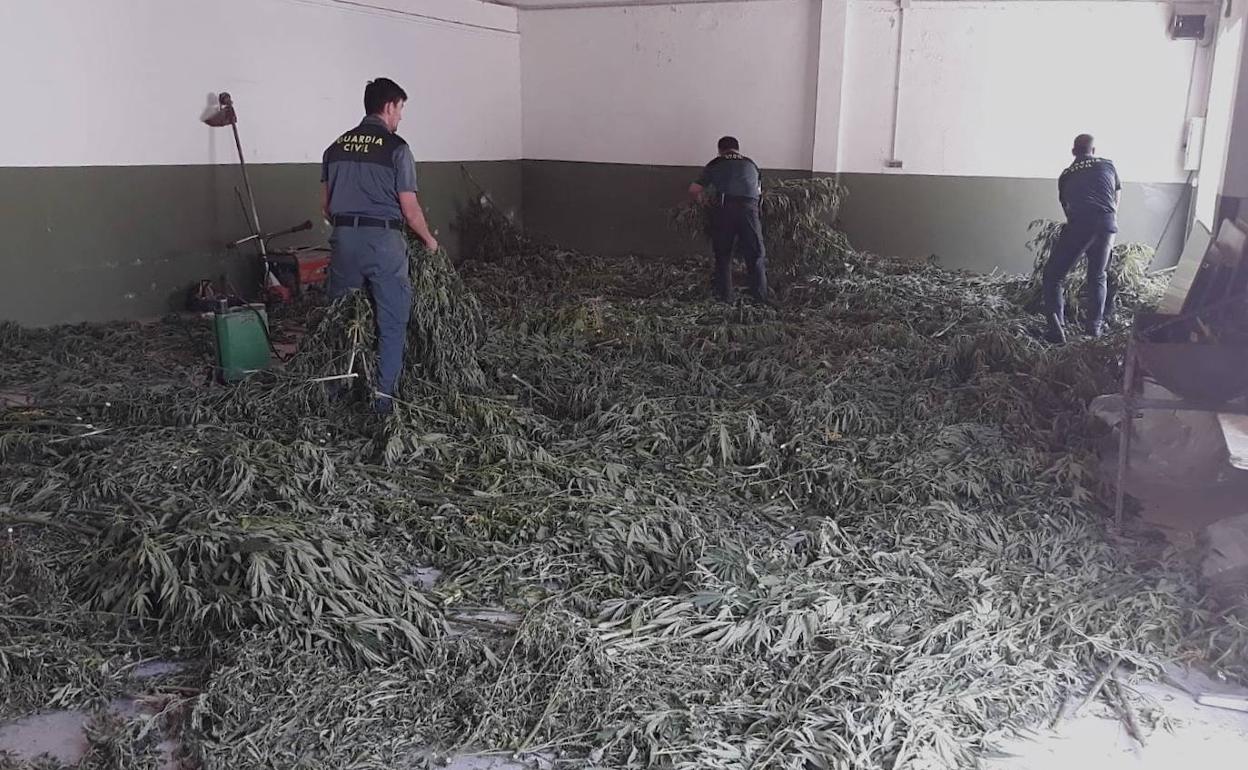 Descubren una plantación de cannabis sativa oculta en un olivar de Granada