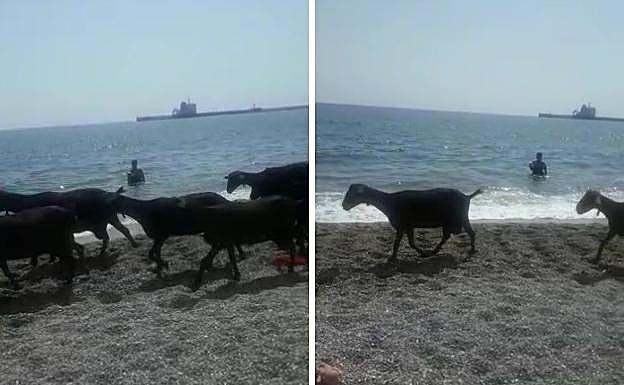 Un rebaño de cabras sorprende a los bañistas en las playas de Motril