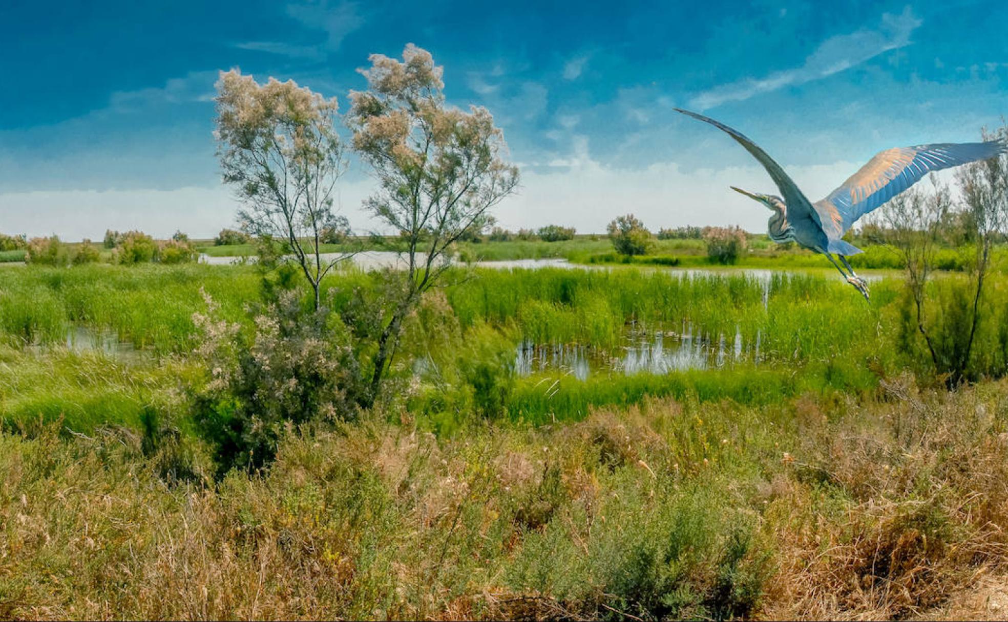 El río que alimenta marismas y arrozales del suroeste