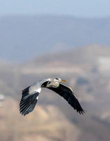 Imagen secundaria 2 - La &#039;isla de los pájaros&#039;, un oasis al borde de Málaga