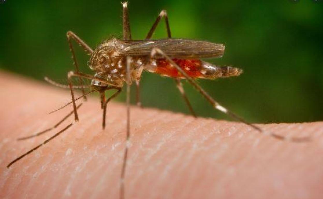 Alertan de la llegada a España de un mosquito que transmite distintas enfermedades