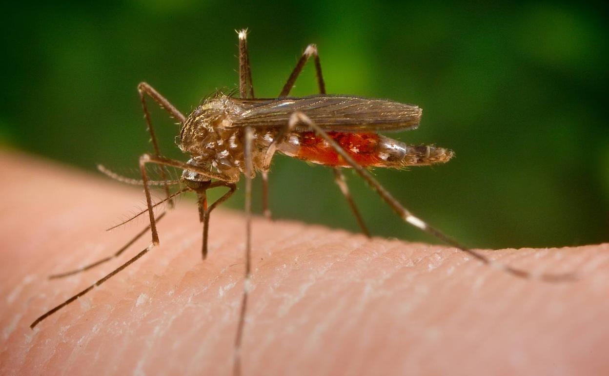 Aedes japonicus, la especie invasora de mosquito que ha llegado a España