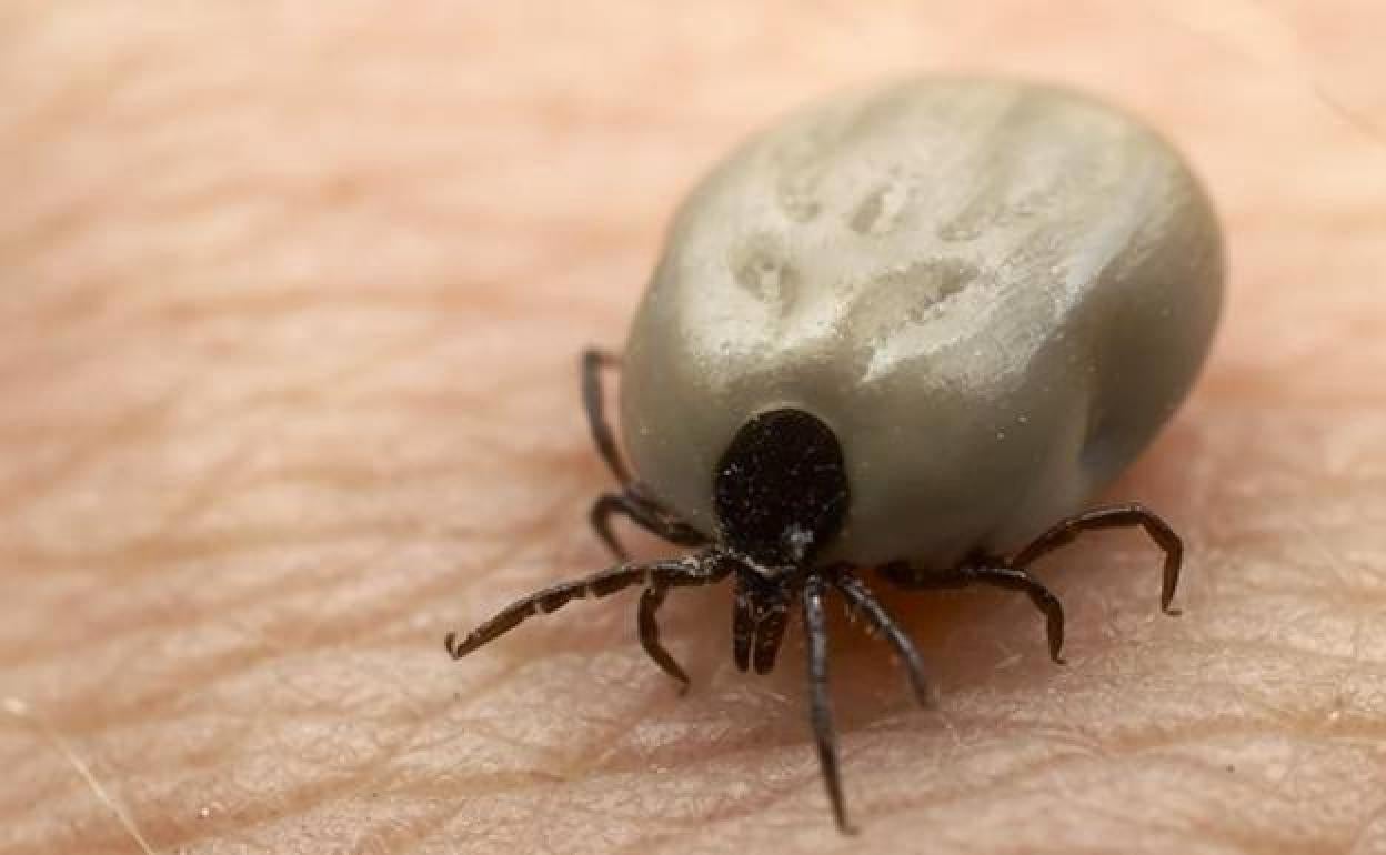 Muere un hombre tras sufrir la picadura de una garrapata en España