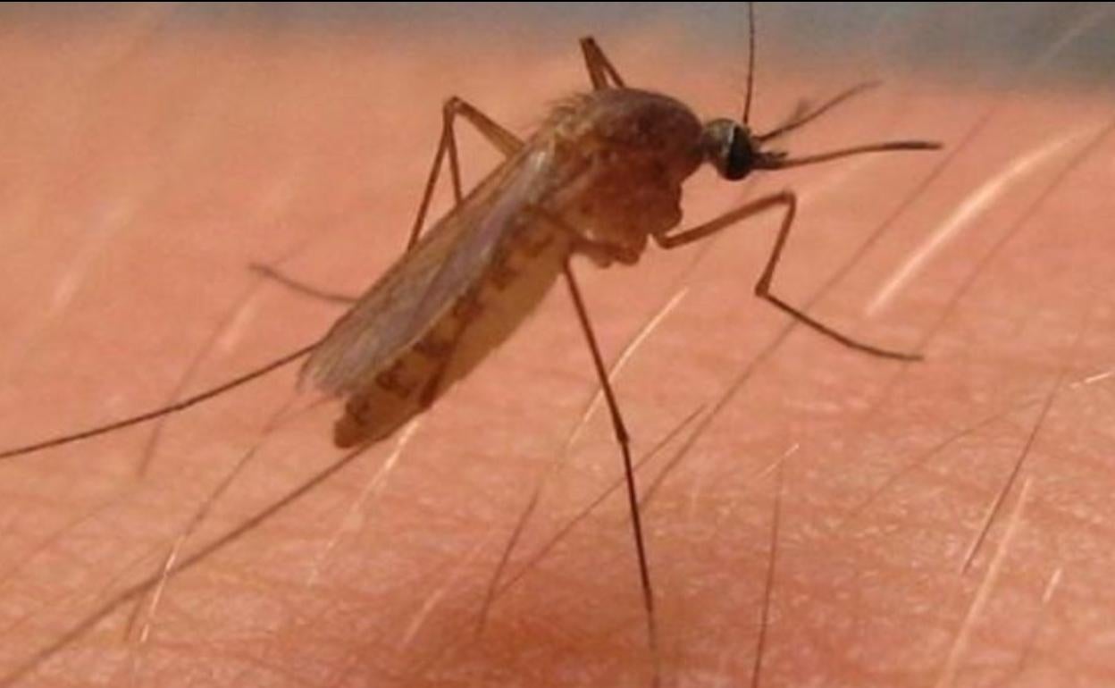 Culex pipiens, mosquito del virus del Nilo Occidental en América del Norte